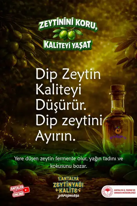 Antalya’da Zeytin Dalından Sofraya Zeytinyağı Kalite Rehberi 6